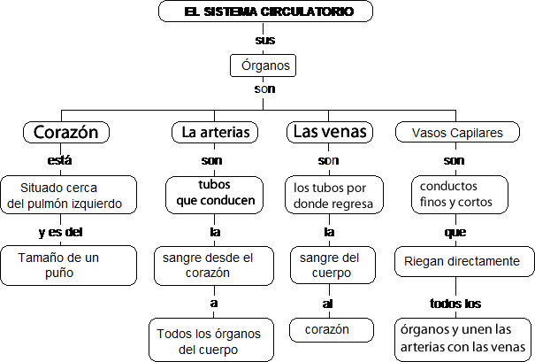 MAPA CONCEPTUAL DEL SISTEMA CIRCULATORIO