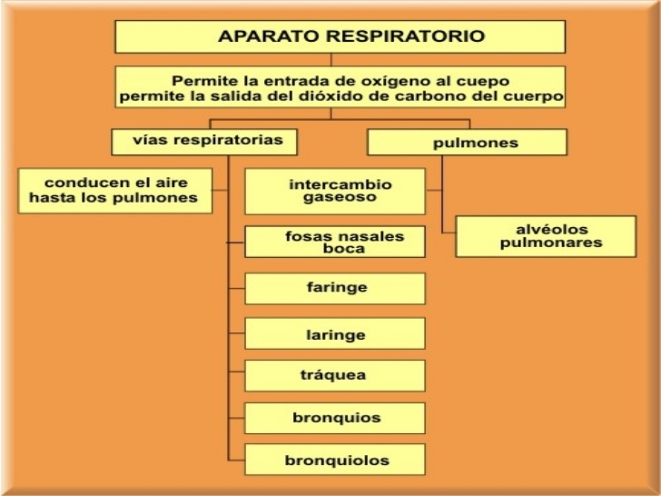 aparato-respiratorio-21-728