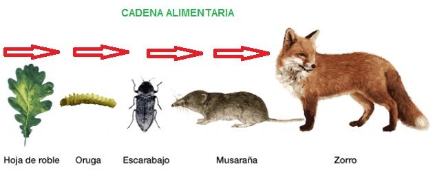 cadena-alimentaria