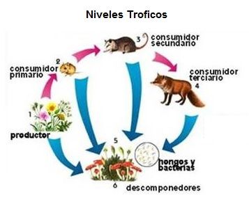 niveles-troficos