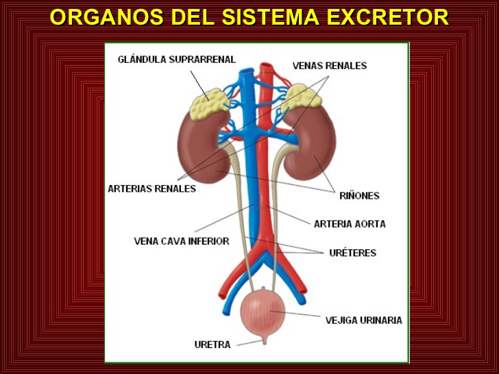 sistema-excretor-4-728