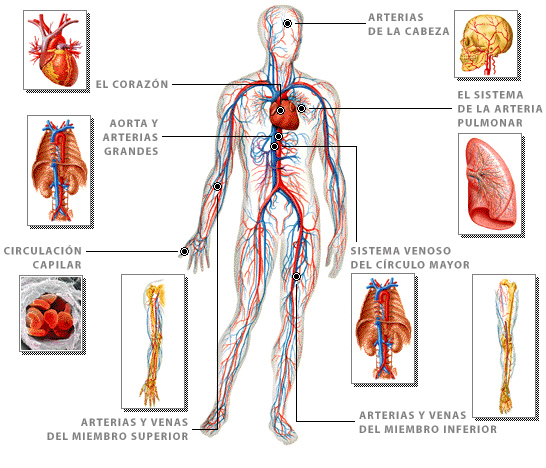 sistema_circulatorio