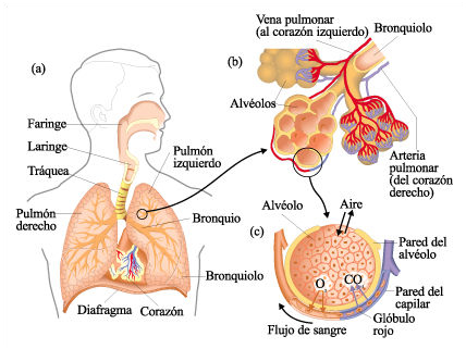 sistema_respiratorio