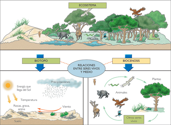 ecosistema_y_sus_componentes