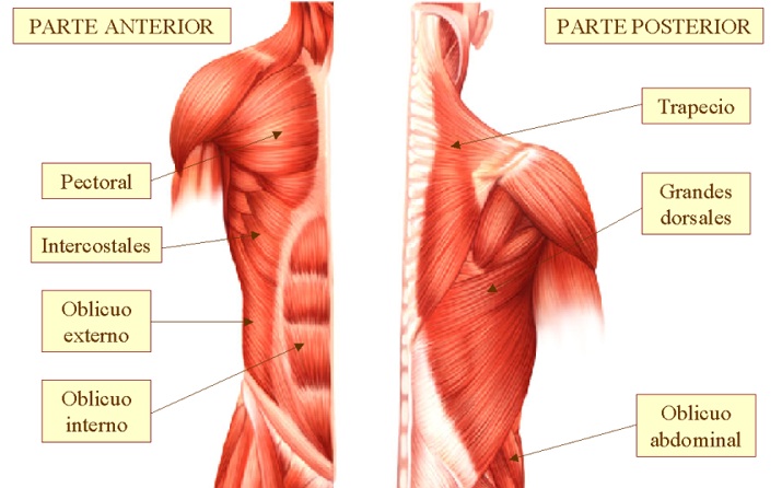 Musculos_tronco