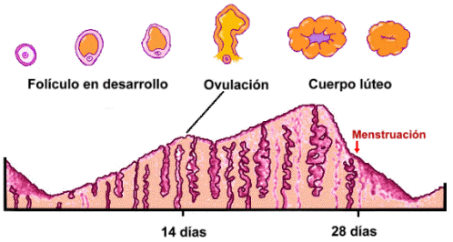 ciclo-sex-fem