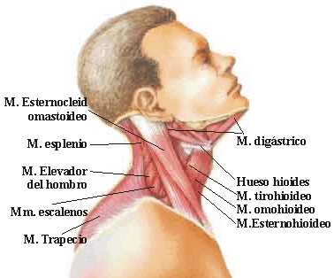 dolor_cervical