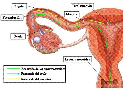 fecundacion