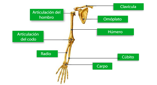 hueso_ex_superior