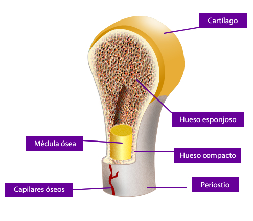 hueso_partes