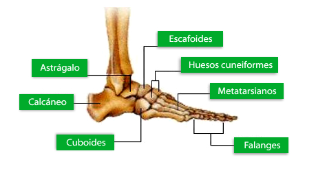 hueso_pie