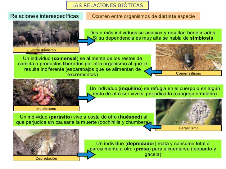 la-estructura-de-los-ecosistemas-2011-13-728