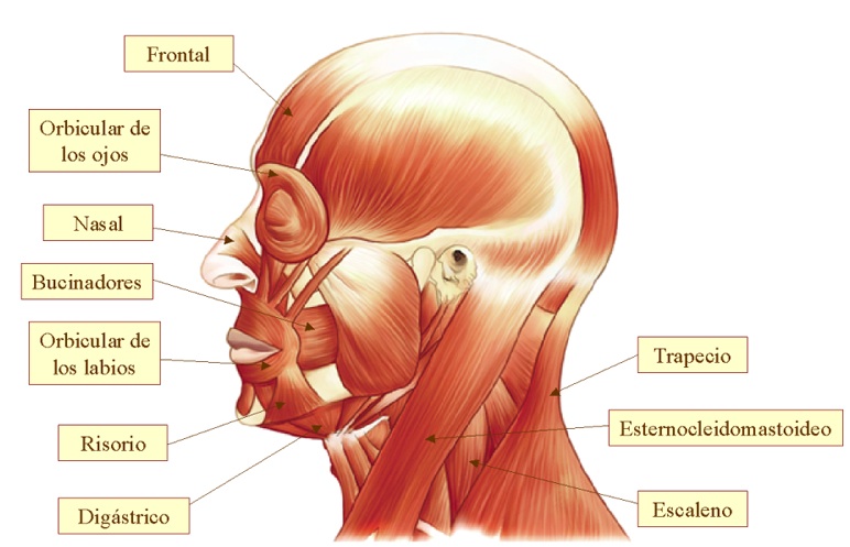 musculos_cabeza-cuello