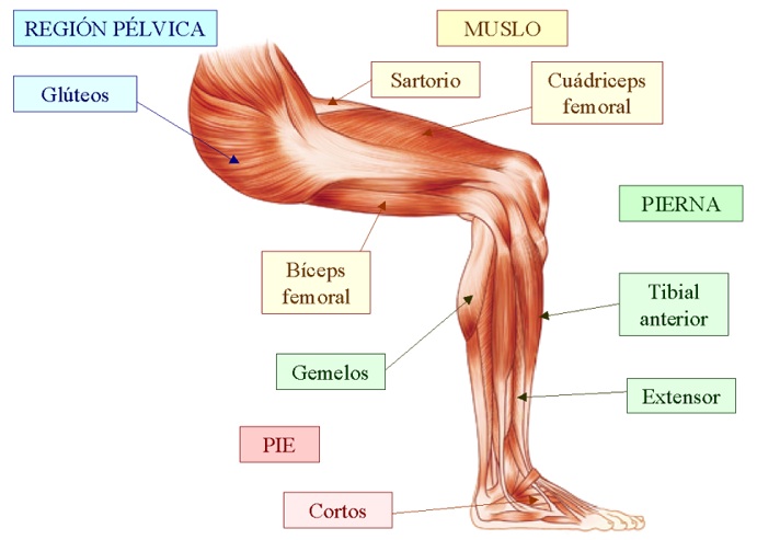 musculos_e-inferiores