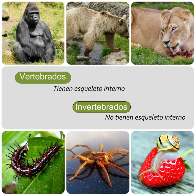 animales-vertebrado-invetebrado