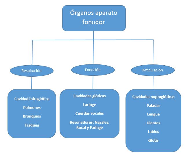 mapaconceptual-aparato-fonador