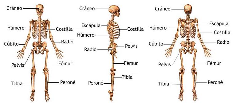 Esqueleto1