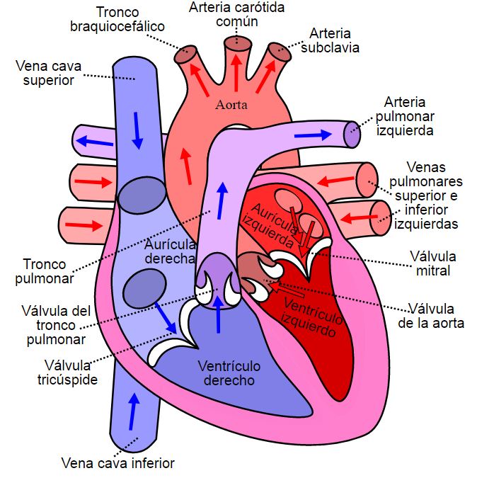 diagrama_corazon