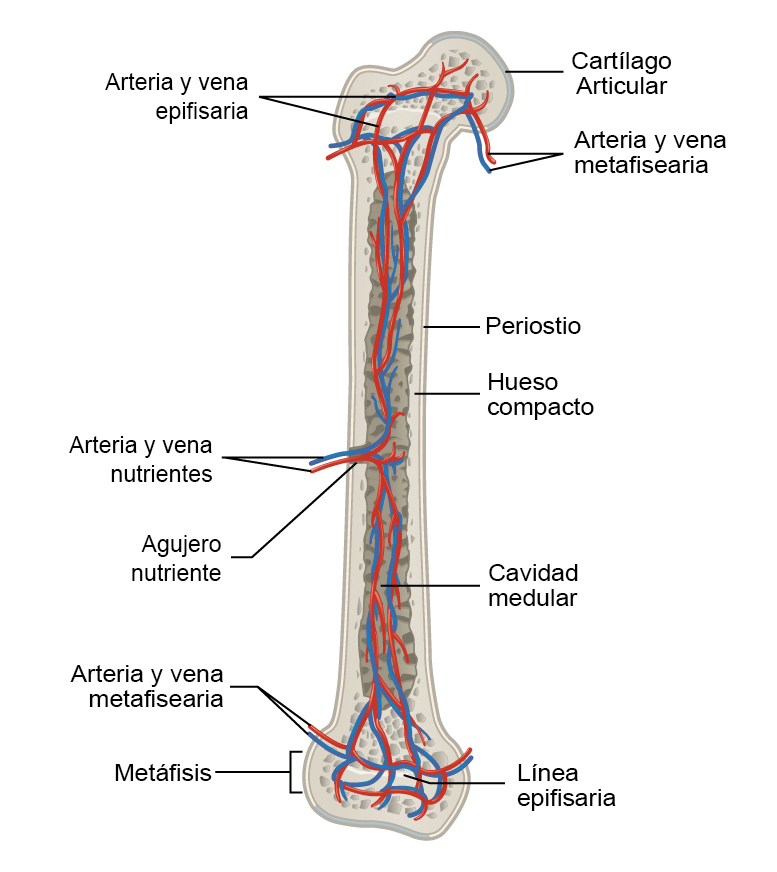 estructura-del-hueso