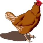 gallina