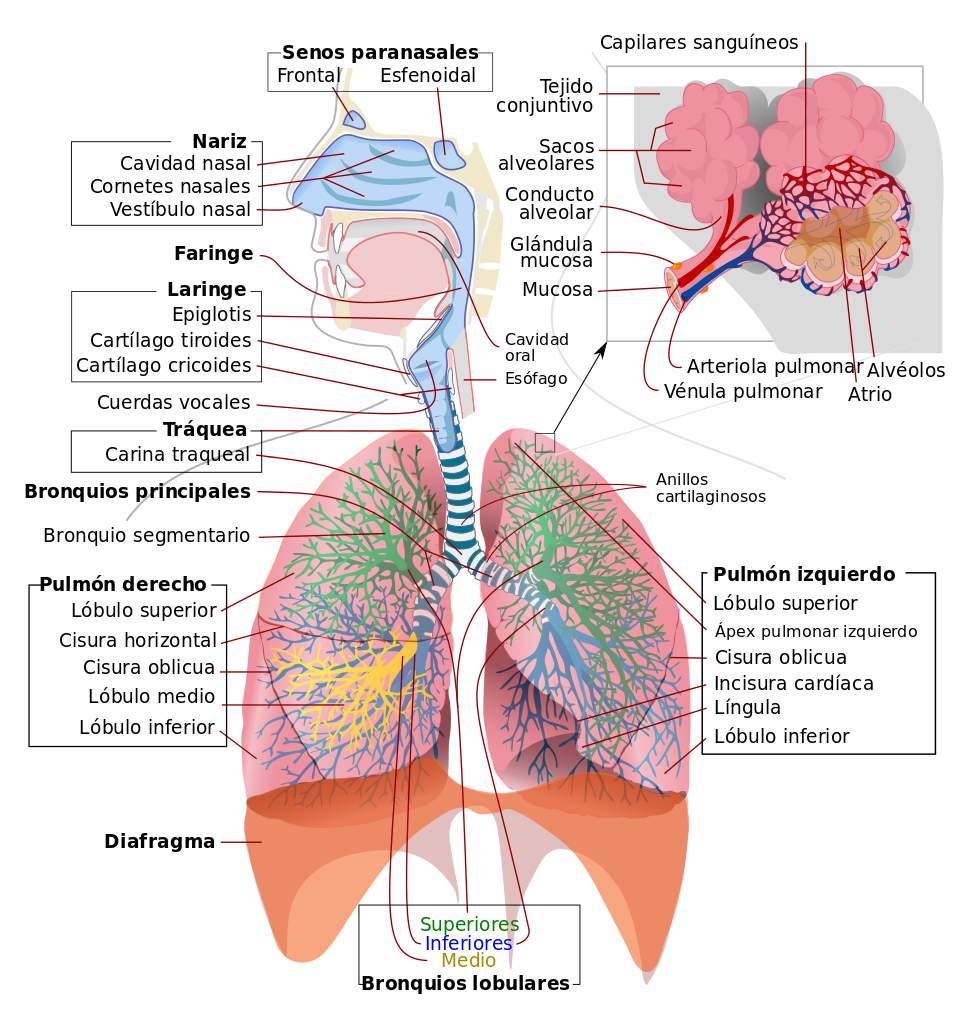 sistema-respiratorio