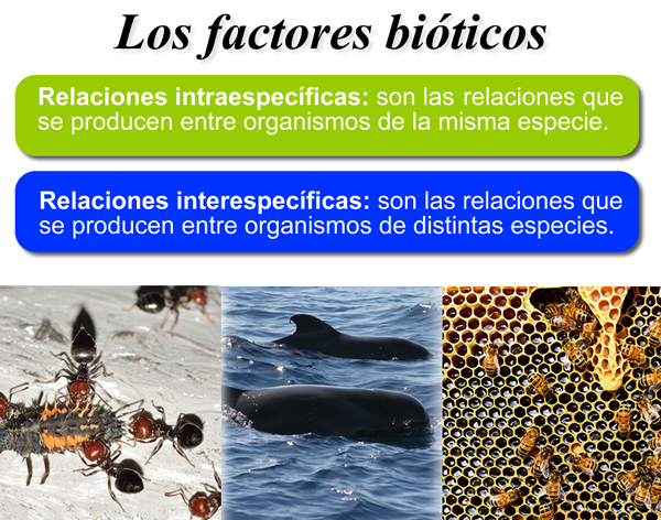 factores-bioticos2